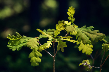 abstract green foliage background