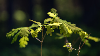 abstract green foliage background