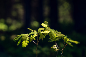 abstract green foliage background