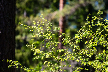 abstract green foliage background