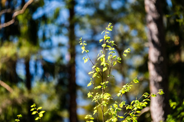 abstract green foliage background