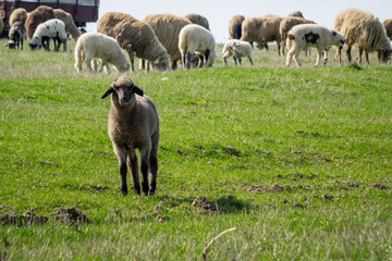 Gray lamb with the flock behind