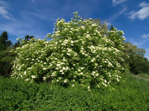 Holunder am Waldrand - Elderberry on the edge of the forest