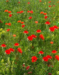 idyllisches Mohnfeld