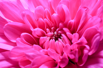 Pink flower Chrysanthemum in high detail . Beautiful background of fresh flowers. Macro image of a Chrysanthemum flower in fresh blossom. 