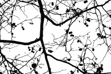 Plane tree twigs. Abstract horror background. Black and white.