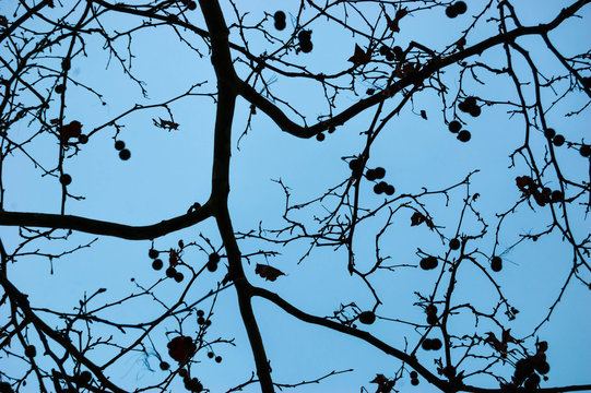 Plane tree twigs. Abstract horror background. Dusk.