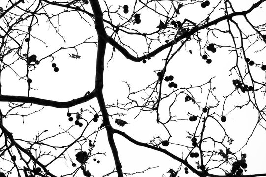 Plane tree twigs. Abstract horror background. Black and white.