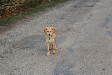 chien errant perdu sur la route labrador golden