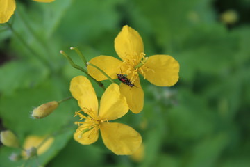 Fototapeta premium plant