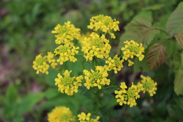 yellow flowers