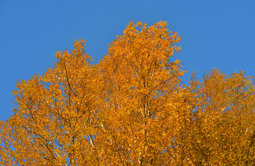 Fototapeta na wymiar Birch tree at autumn.