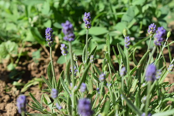 lavander
