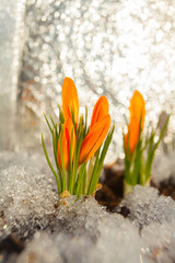 beautiful spring crocus flower on background image