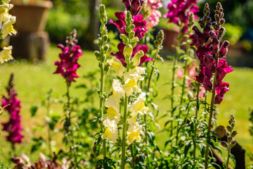Snadragon flowers in a garden
