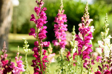 Snadragon flowers in a garden