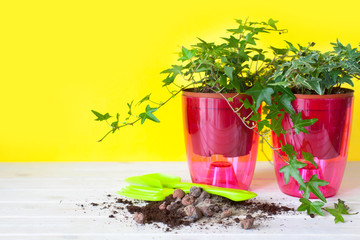 Potted plants in pots. Yellow background.