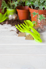Potted plants in pots. Transplanting flowers. White background.