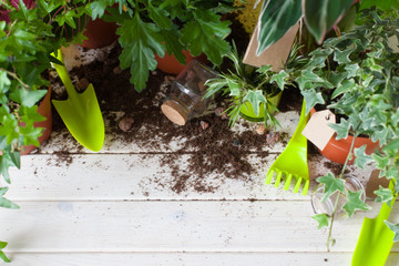 Potted plants in pots. Transplanting flowers. White background.