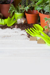 Potted plants in pots. Transplanting flowers. White background.