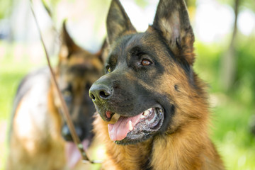 A portrait of a thoroughbred dog in nature