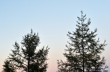 Fir trees at autumn.