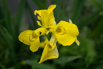A little torch on a yellow lis
