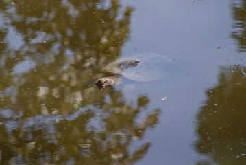 Turtle Lurking In The Pond