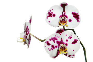 Purple and white orchid isolated on white background