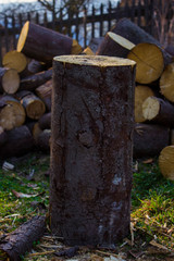 Pine wood in the yard in the village