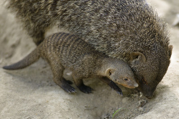 banded mongoose (Mungos mungo)