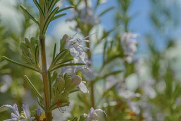 rosemary flowers closeup