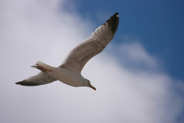 A seagull is flying in the sky.