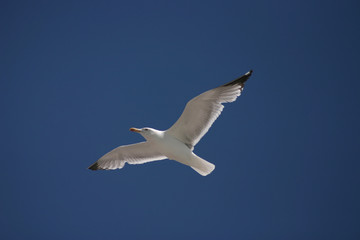 A seagull is flying in the sky.