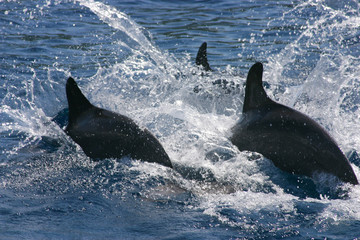 Fototapeta premium Dolphin 