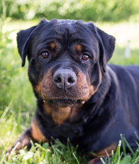 Obraz premium A portrait of a thoroughbred dog in nature