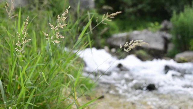 Torrente / Fiume Astico