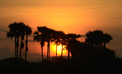 Fototapeta na wymiar silhouette of palm trees with clouds sky and sunrise