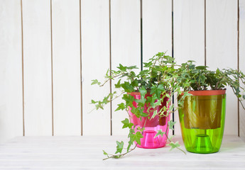 Potted plants in pots. Transplanting flowers. White background.