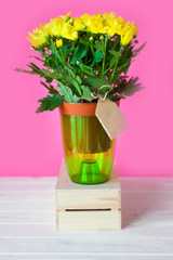 Potted plants in pots. Transplanting flowers. Pink background.