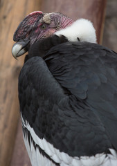side shot of andean condor in the park