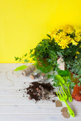 Potted plants in pots. Yellow background.