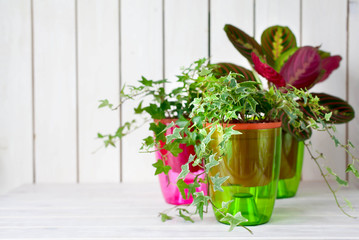 Potted plants in pots. Transplanting flowers. White background.