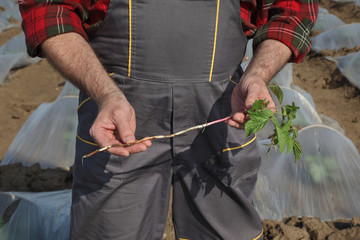 Farmer examining weed in watermelon and melon field