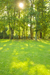 公園　木漏れ日