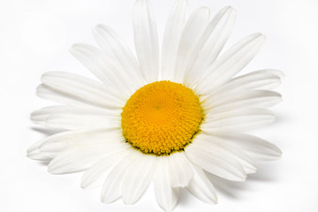 Chamomile or camomile flowers isolated on white background