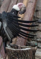 side shot of andean condor with open wings in the park
