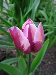 Pink tulip.
