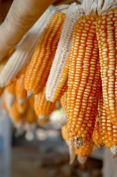 Dried corn