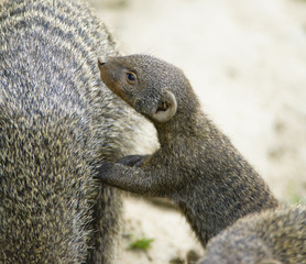 banded mongoose (Mungos mungo)